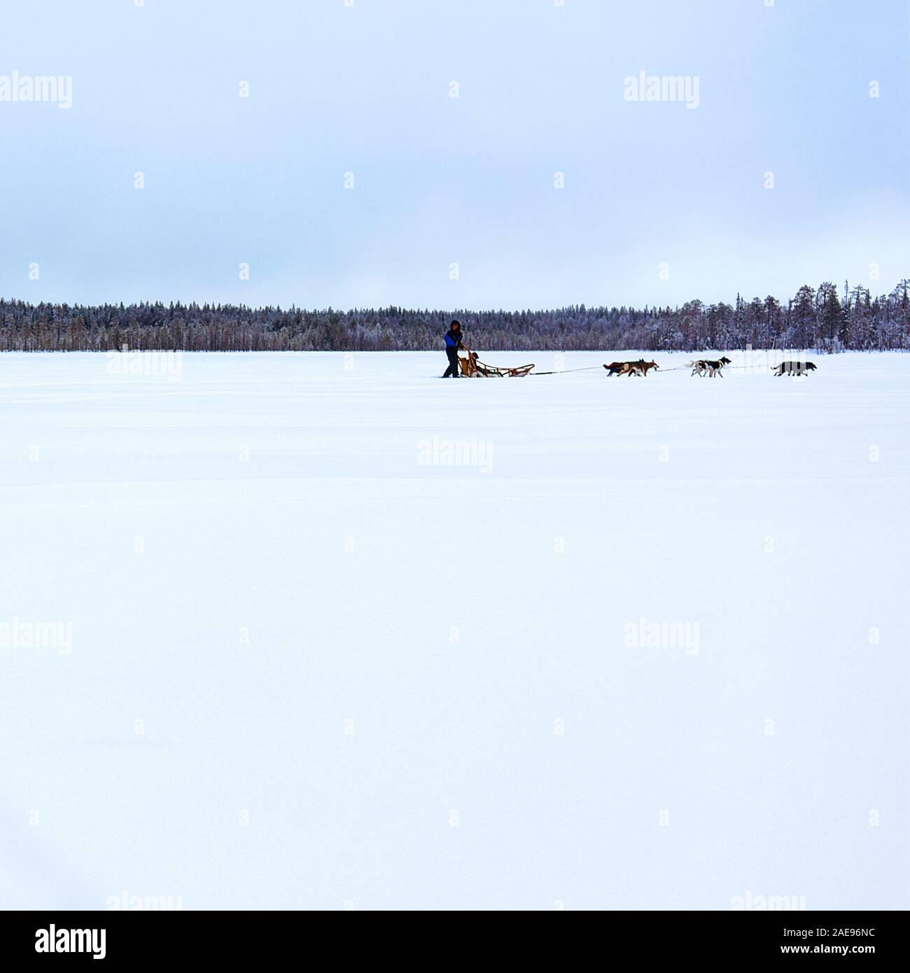 Traîneau à chiens Husky sur le lac gelé en hiver Laponie Finlande reflex Banque D'Images