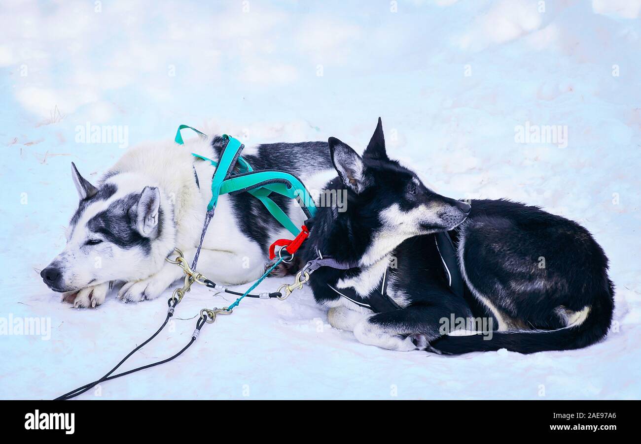 Traîneau à chiens husky somnolent en forêt en hiver à Rovaniemi reflex Banque D'Images