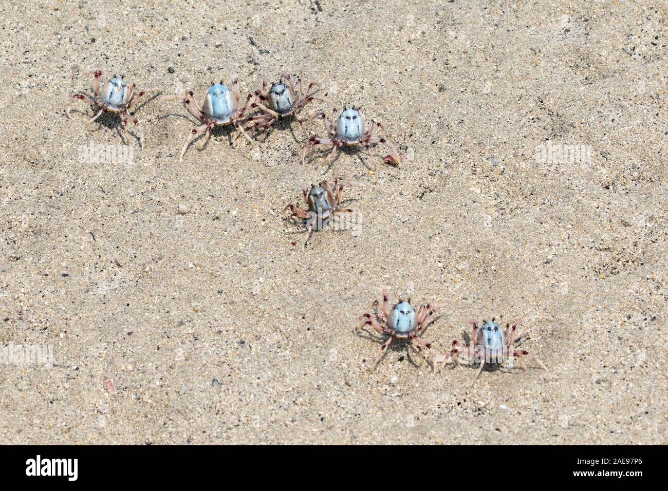 Les crabes soldat sur l'estuaire de la rivière de sable Banque D'Images