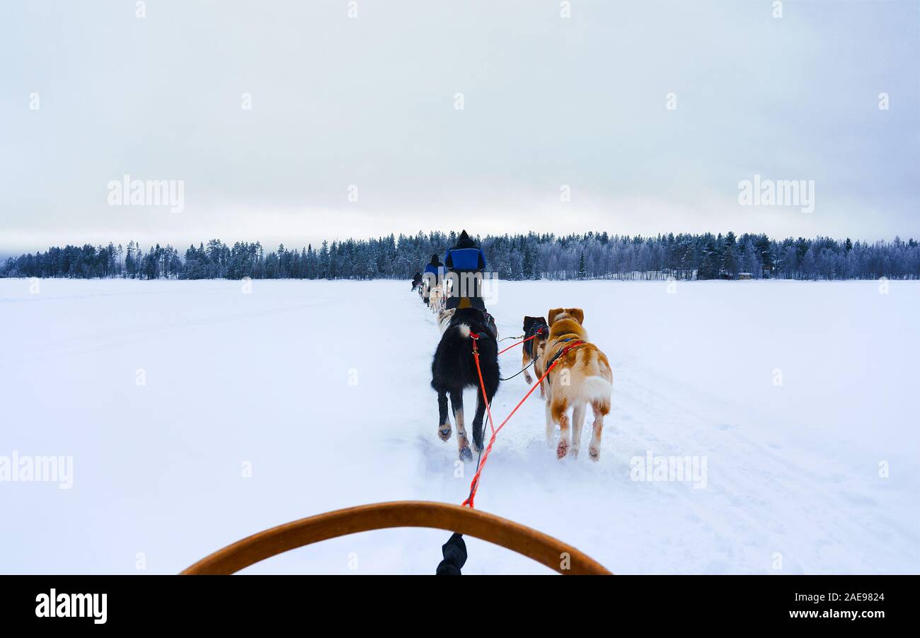 Chiens de traîneaux sur le lac gelé en hiver Laponie Finlande reflex Banque D'Images