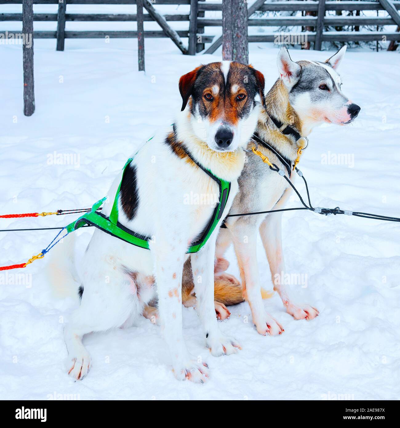 Traîneau à chiens husky dans la forêt d'hiver à Rovaniemi reflex Banque D'Images