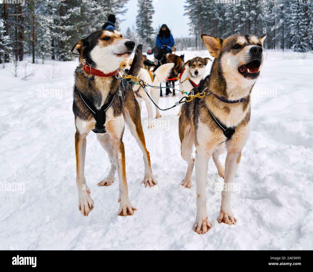 Les gens de traîneau à chiens husky sur forêt d'hiver le nord de la Finlande reflex Banque D'Images