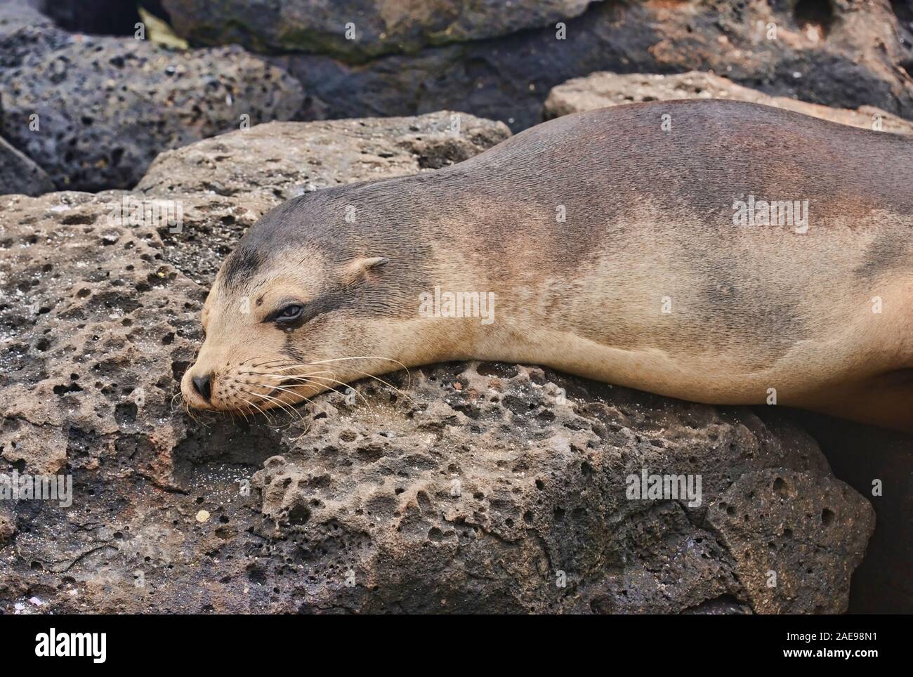 Lion de mer Galapagos (Zalophus wollebaeki) montrant au large, l'île Santa Cruz, Galapagos, Equateur Banque D'Images