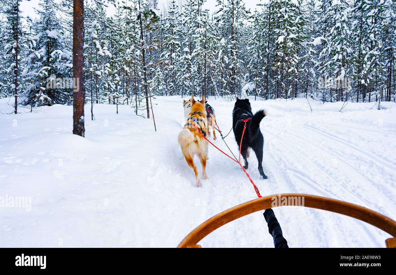 Chiens de traîneaux en hiver gelé du Nord de la Finlande Laponie forêt reflex Banque D'Images
