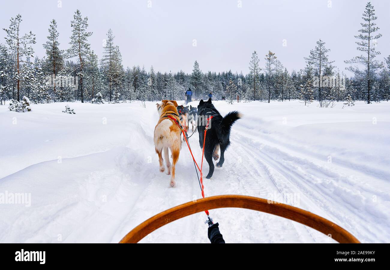 Traîneau à chiens husky dans la forêt d'hiver gelé du Nord de la Finlande Laponie reflex Banque D'Images