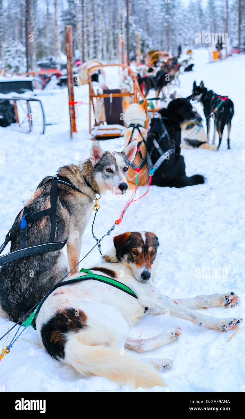 Traîneau à chiens husky dans la forêt d'hiver finlandais à Rovaniemi reflex Banque D'Images