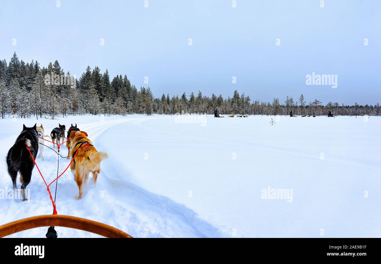 Chiens de traîneaux sur le lac gelé de l'hiver du nord de la Finlande Laponie reflex Banque D'Images
