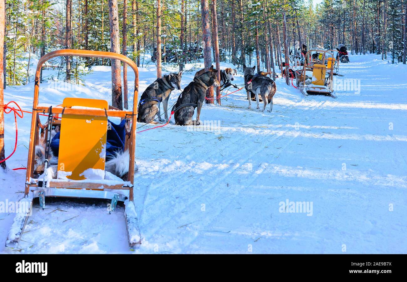 En traîneau à chiens husky forêt hiver finlandais à Rovaniemi reflex Banque D'Images