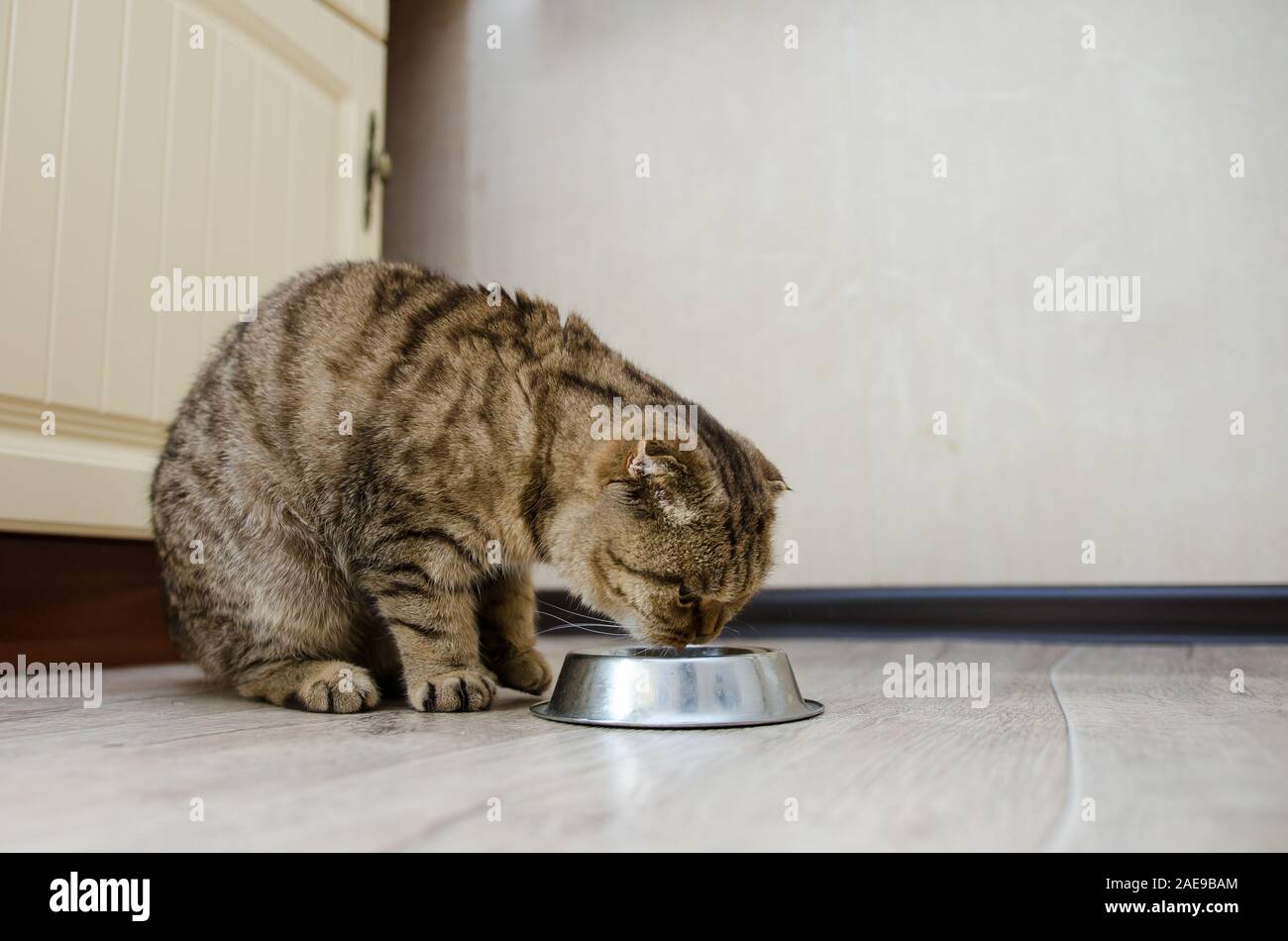 Gros plan du chat mignon de manger des aliments à partir d'un bol. Scottish Fold, un chat mange la nourriture sèche Banque D'Images