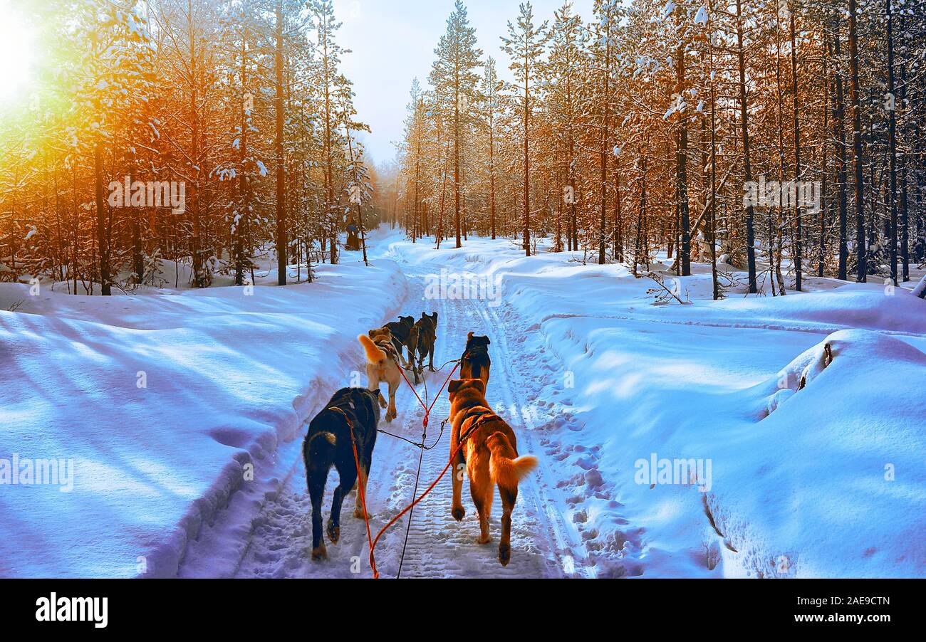 Traîneau à chiens husky à Rovaniemi en Finlande Laponie reflex coucher du soleil Banque D'Images