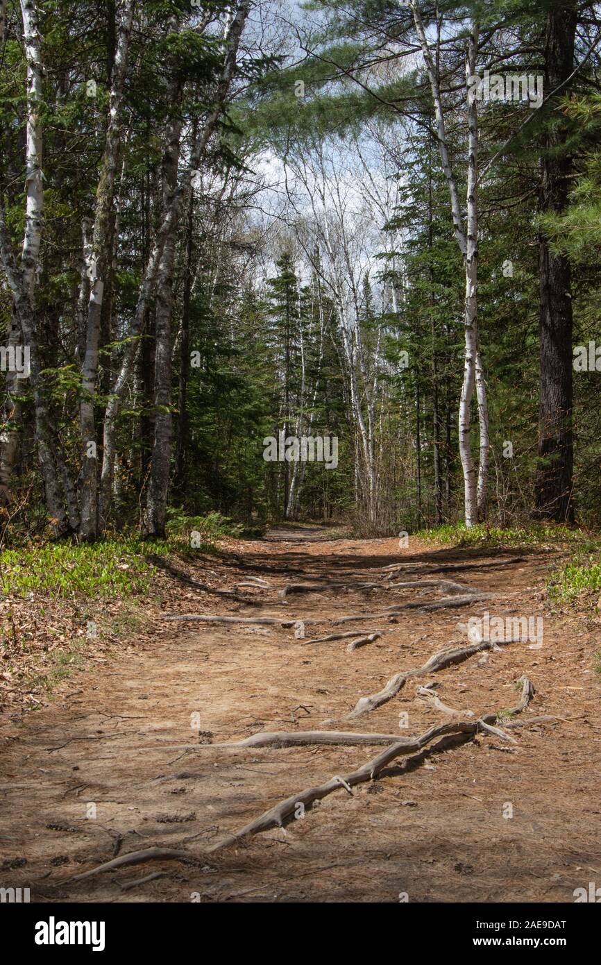 Les racines des arbres sur un Gnarly étroit sentier dans une forêt de bouleau et les conifères en Ontario. Banque D'Images