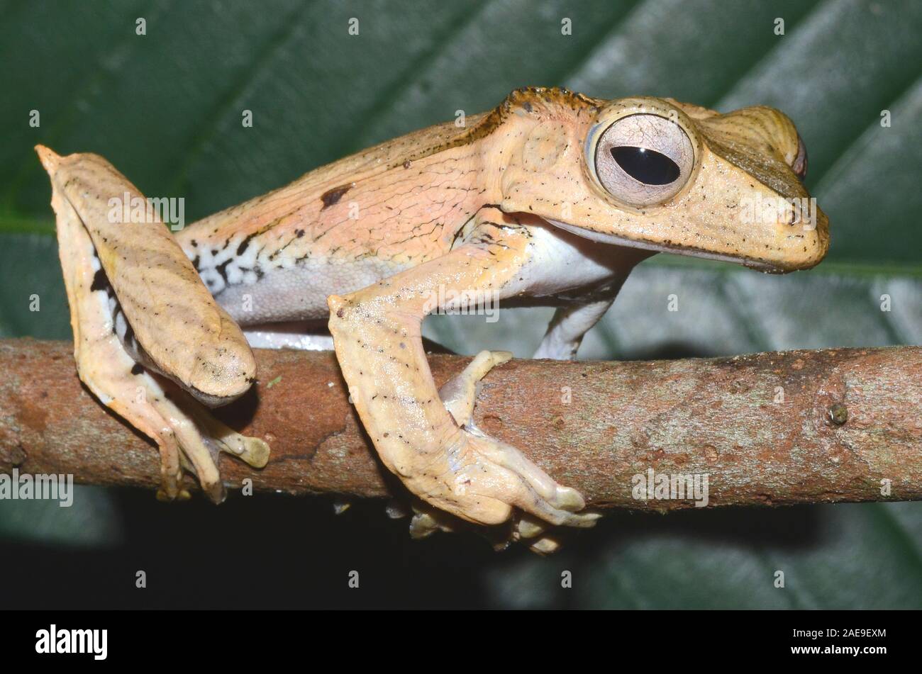 File-eared rainette, Polypedates otilophus, Kubah National Park, Bornéo, Malaisie Banque D'Images