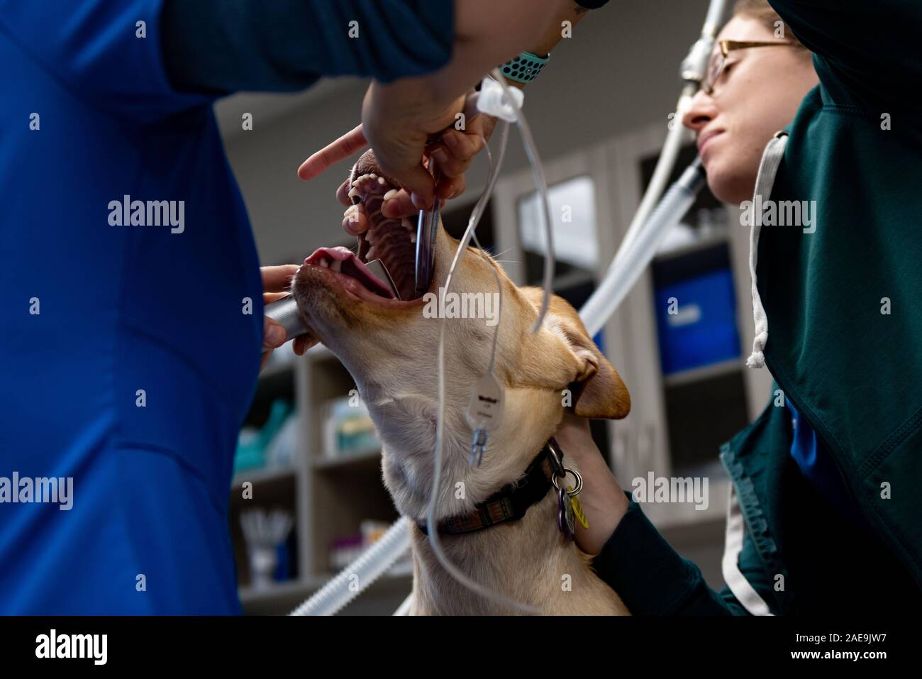 Technicien de l'EFP L'EFP et préparer un adjoint à l'âge de six mois, une routine pour laboratoire jaune spay chirurgie sur un chiot lab jaune Banque D'Images