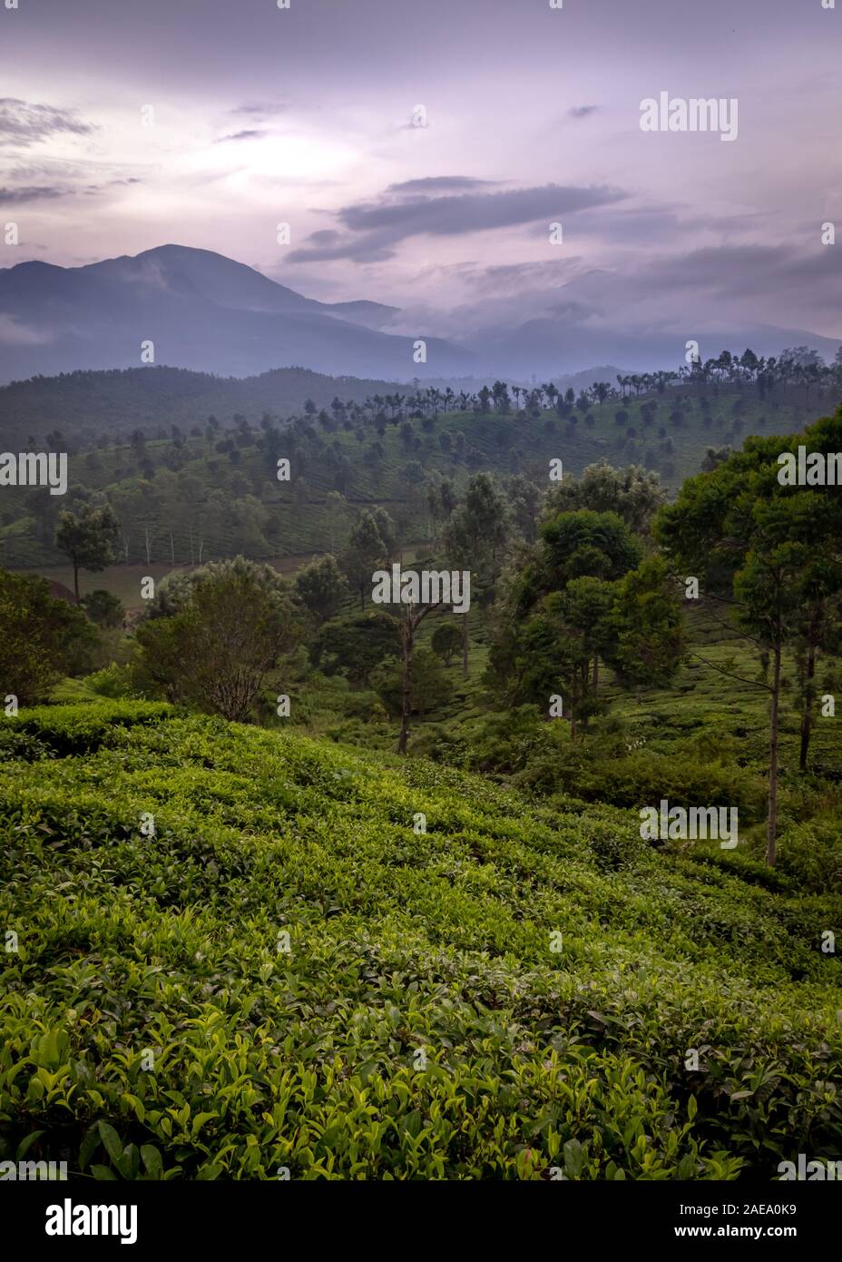 Paysage Portrait de Munnar Kerala Inde du sud de la montagne Banque D'Images