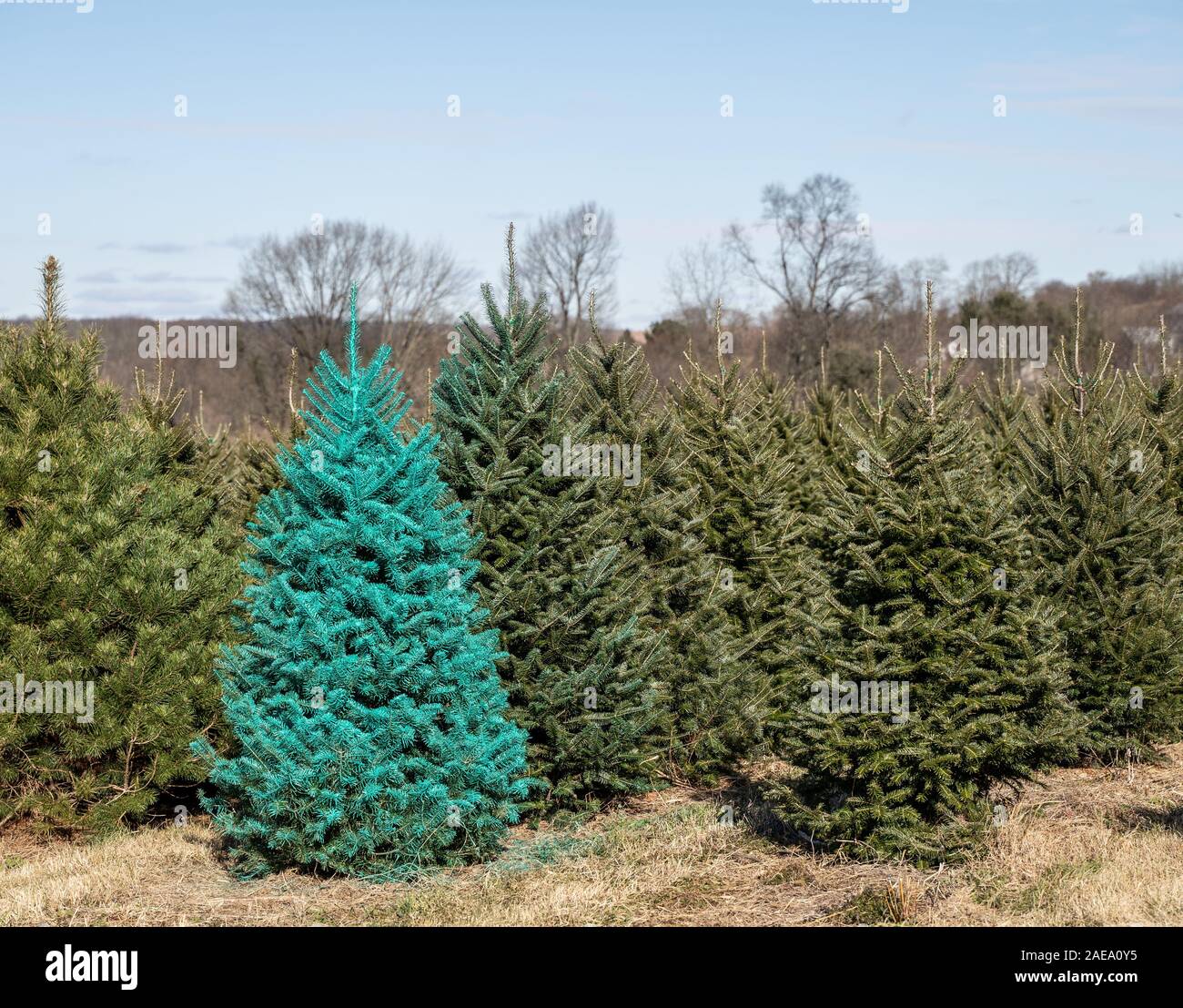 Arbre de Noël vert à la ferme forestière locale. Banque D'Images