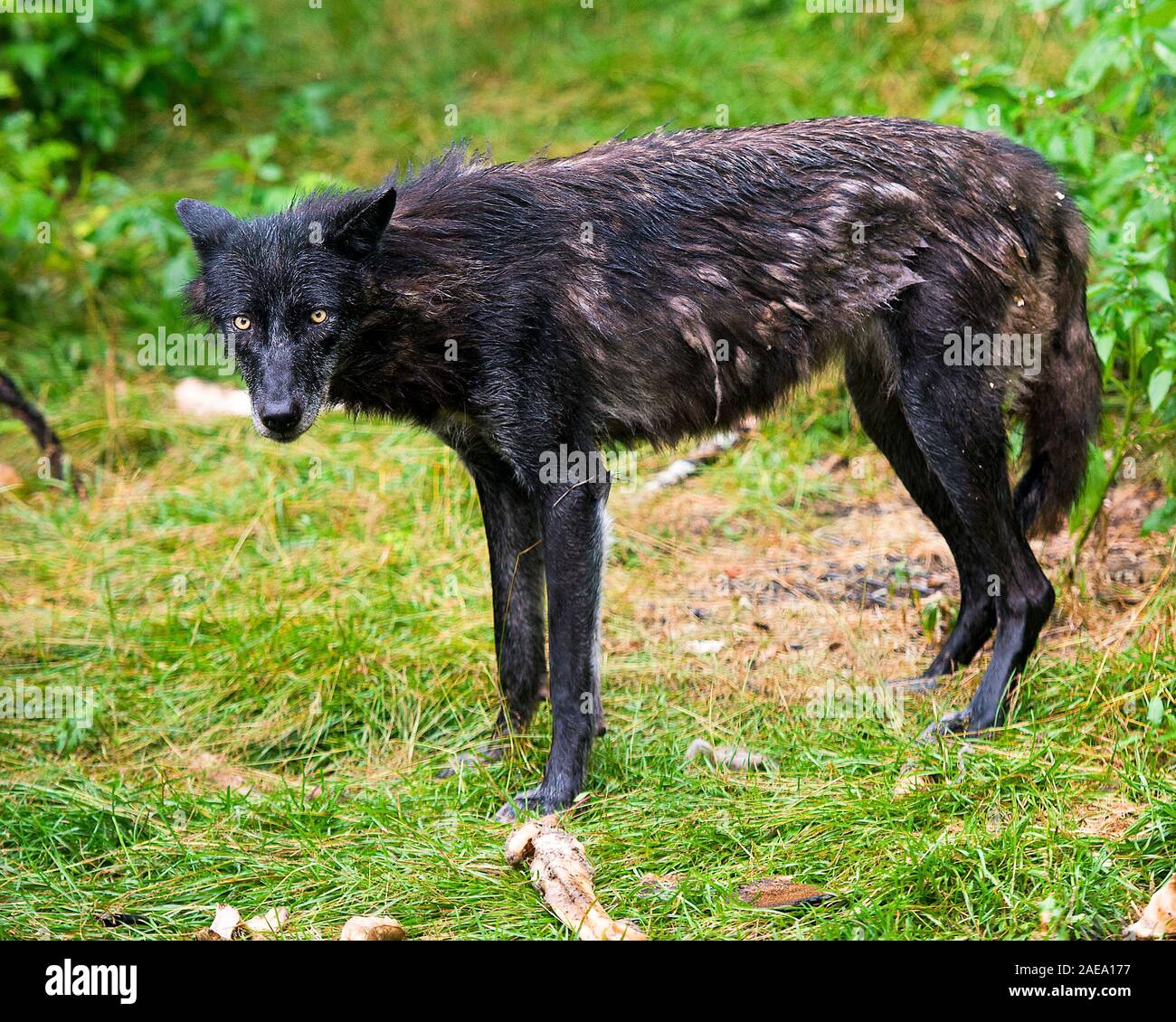 Animal loup close-up Vue de profil avec un manteau de fourrure manteau  d'hiver et la chute après une pluie dans la forêt l'affichage noir argent  manteau de fourrure, de la tête Photo