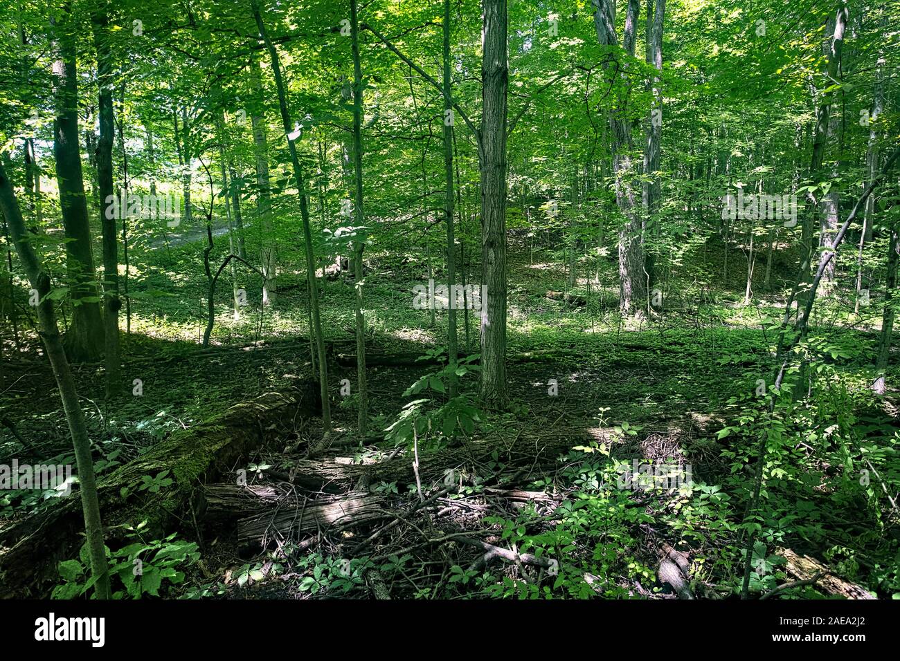 Bosquet sacré LDS Church chemin forestier Palmyre New York. New York accueil Forêt de Joseph Smith. Église de Jésus-Christ des Saints des Derniers Jours. Banque D'Images