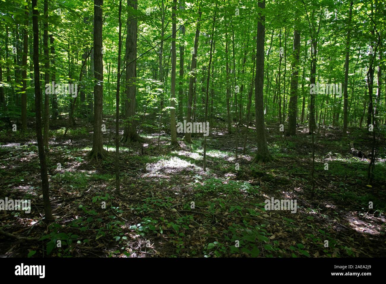 Bosquet sacré LDS Church chemin forestier Palmyre New York. New York accueil Forêt de Joseph Smith. Église de Jésus-Christ des Saints des Derniers Jours. Banque D'Images