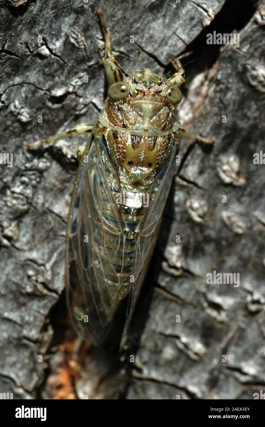 Close-up d'une cigale, l'Australie compte plus de 200 espèces de cigales. Banque D'Images