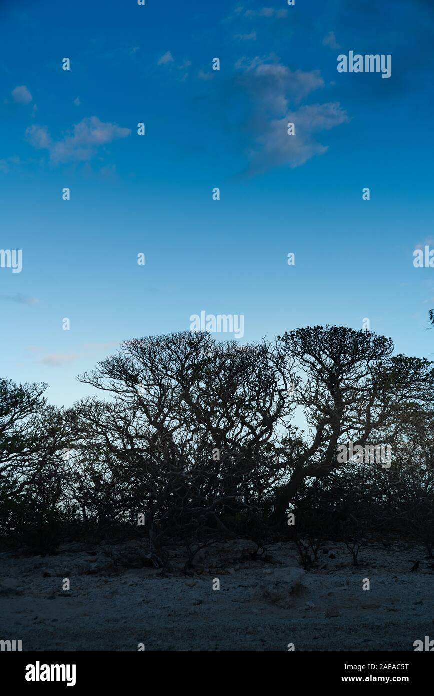 Modèles aléatoires de branches d'arbres sans feuilles wriggliy le long de la plage à l'aube sur Lady Elliot Island en Australie. Banque D'Images