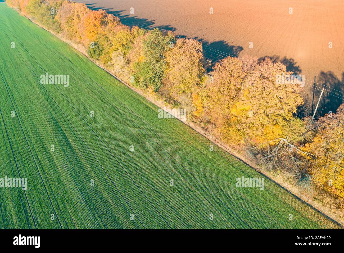 Paysage d'automne en milieu rural. Un champ labouré et un champ de blé d'hiver sont séparées par une ligne de la ceinture forestière Banque D'Images