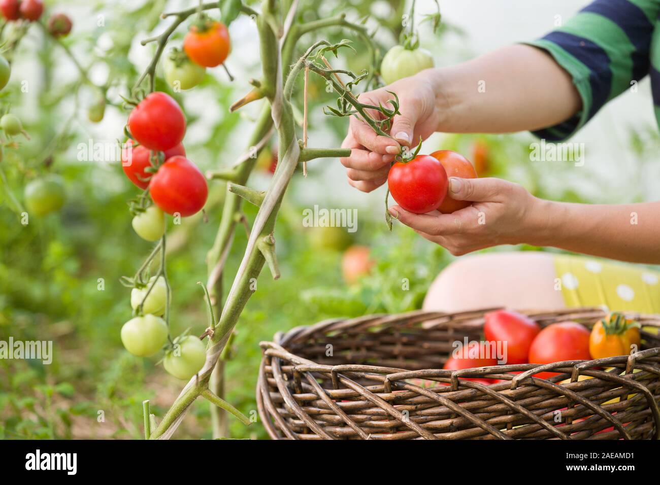 La récolte de tomates biologiques frais dans son jardin sur une journée ensoleillée. Cueillette d'agriculteurs les tomates. De plus en plus de légumes. Concept de jardinage Banque D'Images