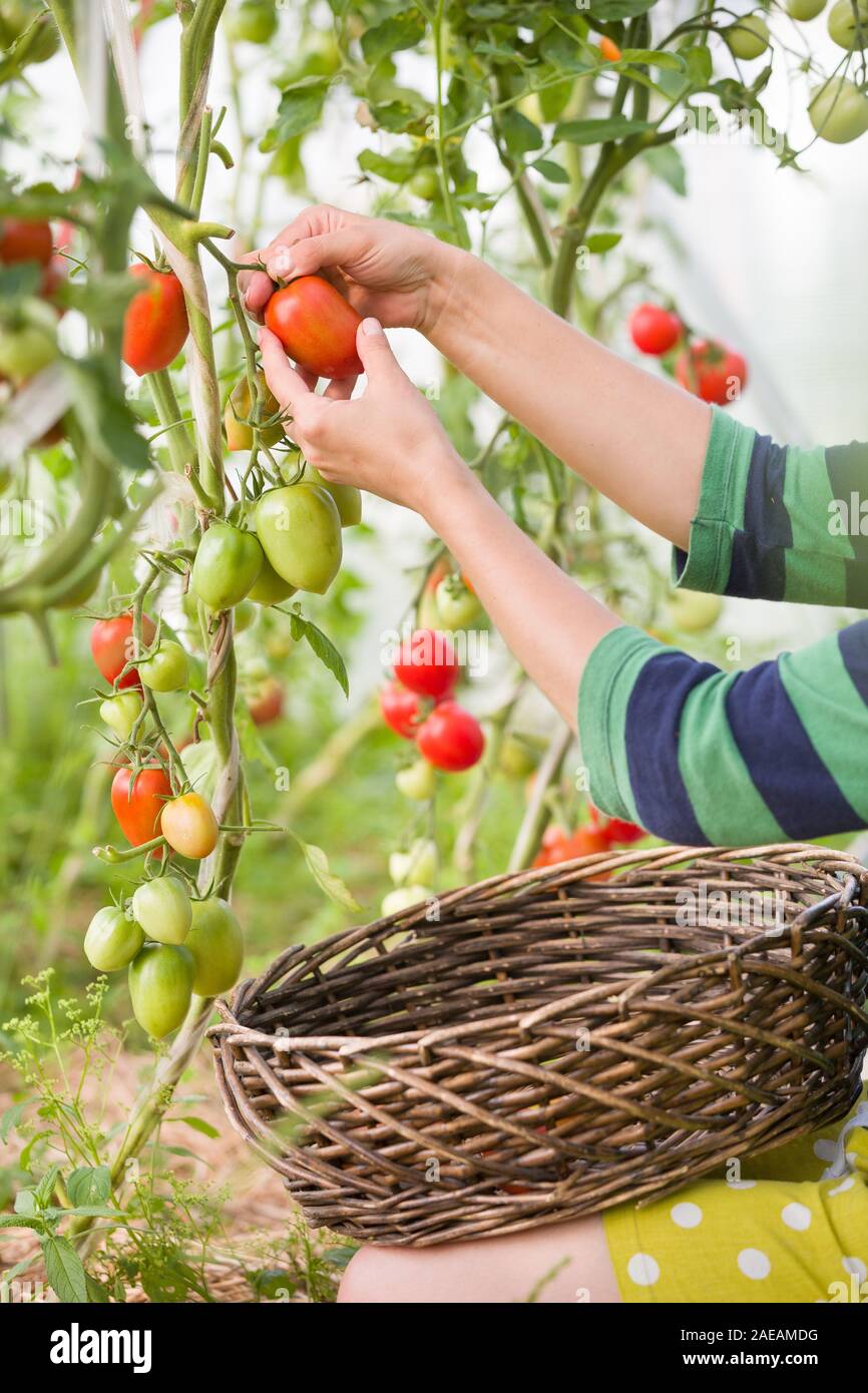 La récolte de tomates biologiques frais dans son jardin sur une journée ensoleillée. Cueillette d'agriculteurs les tomates. De plus en plus de légumes. Concept de jardinage Banque D'Images