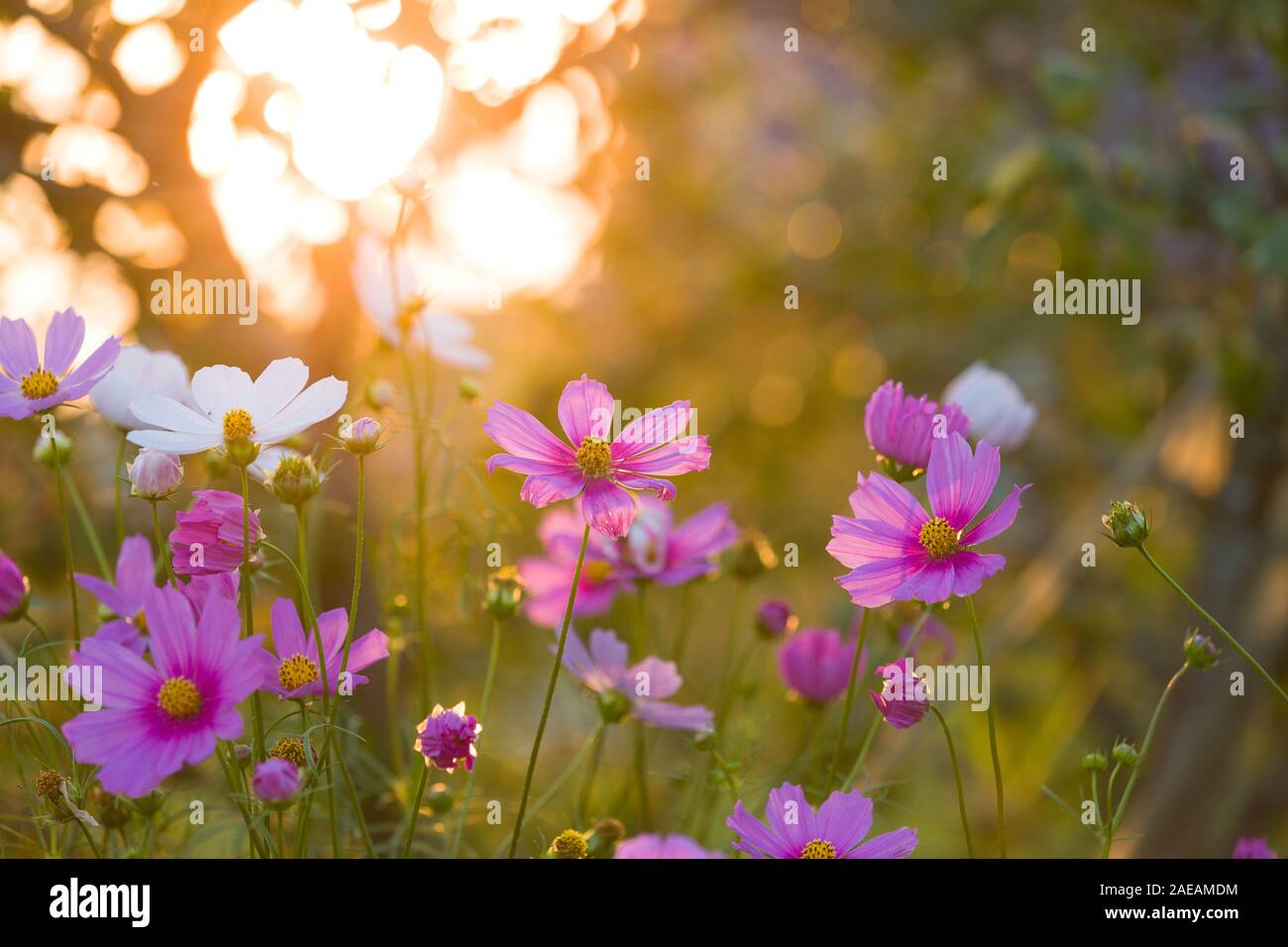 Beau jardin de fleurs sur fond coucher de soleil Banque D'Images
