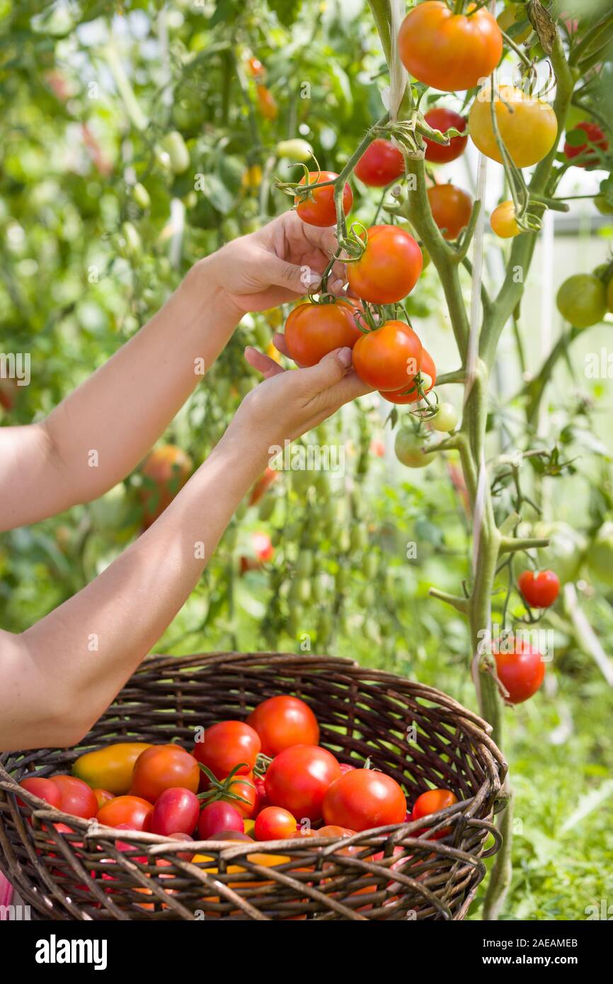 La récolte de tomates biologiques frais dans son jardin sur une journée ensoleillée. Cueillette d'agriculteurs les tomates. De plus en plus de légumes. Concept de jardinage Banque D'Images