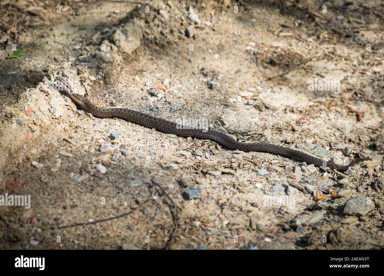 Serpent vipère au chemin de sable au jour d'été ensoleillé en Finlande Banque D'Images