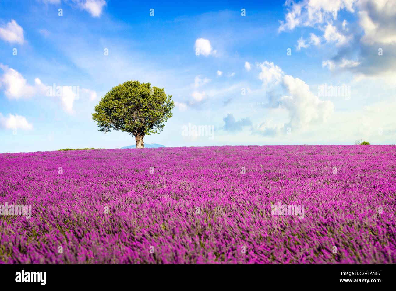 Champ de lavande en fleurs fleurs et un arbre solitaire. Valensole, Provence, France, Europe. Banque D'Images