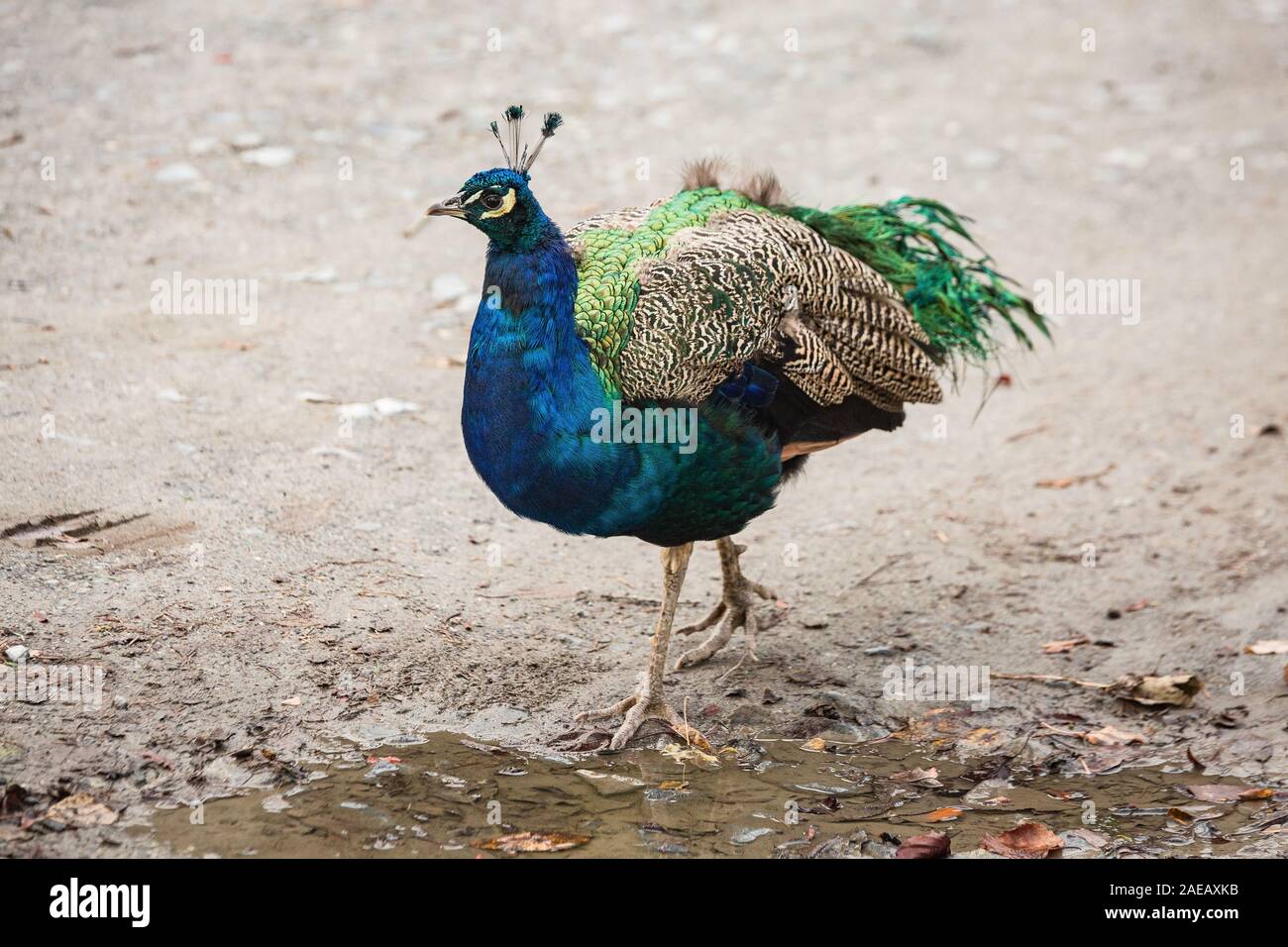 Bel oiseau paon. Promenades d'oiseaux à l'extérieur après la pluie. Journée d'automne. L'Écosse. Banque D'Images