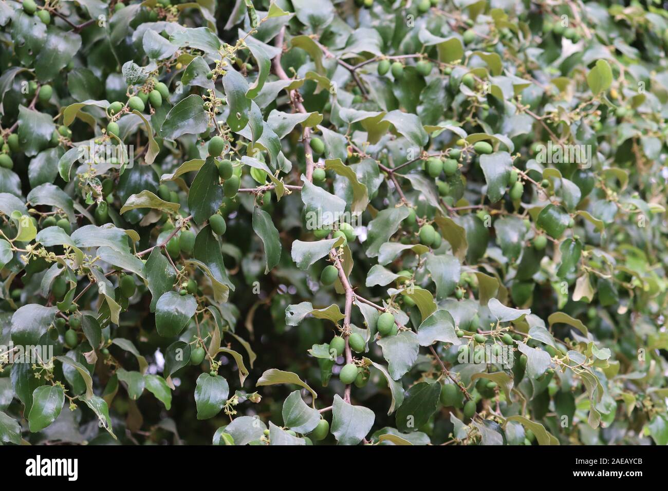 Ziziphus mauritiana est un arbuste épineux, ou un petit arbre avec des fruits.Close up of Green leaf Ziziphus mauritiana. Feuille pour la santé spirituelle Bidara Banque D'Images