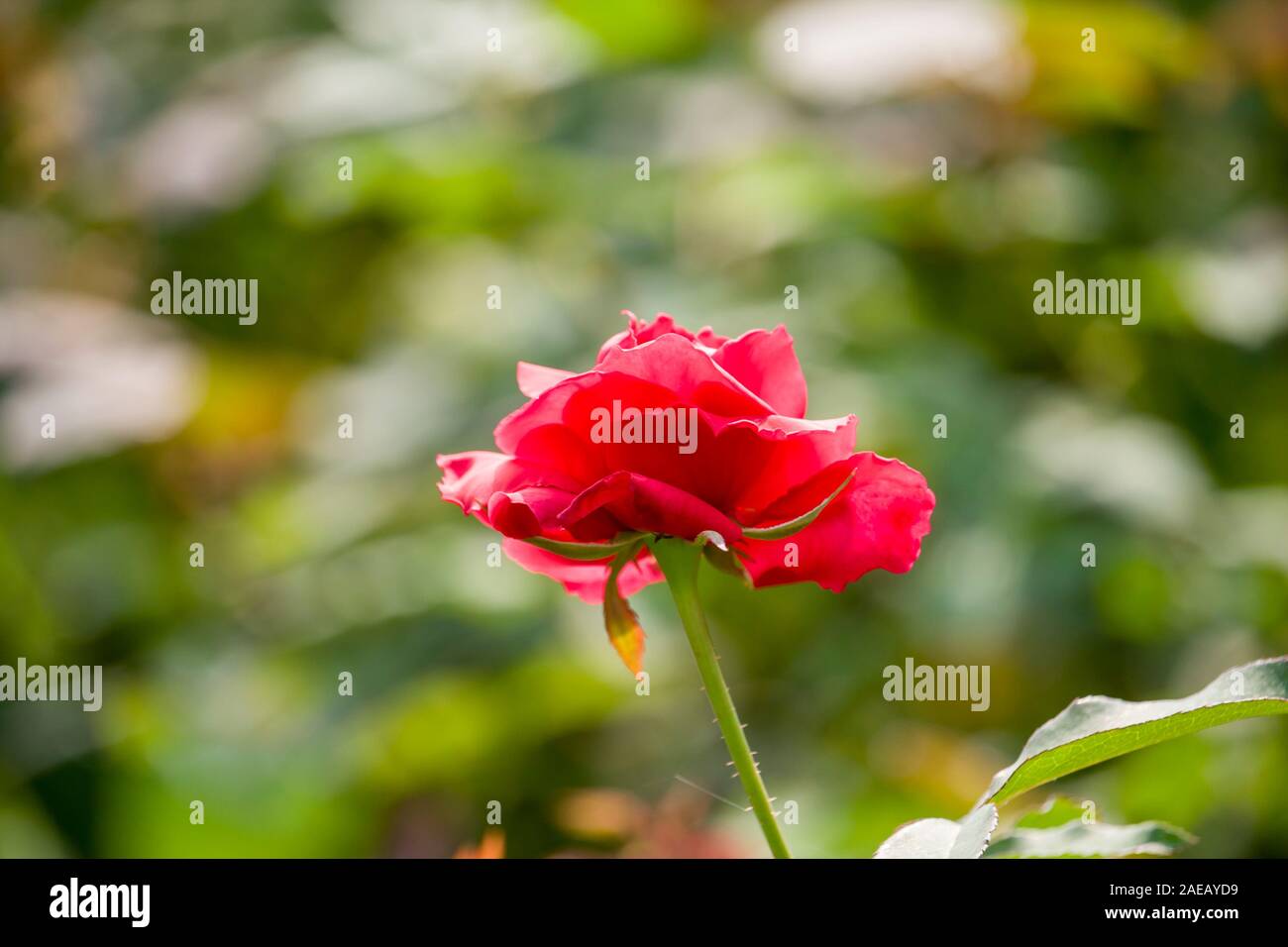 Rose rouge fleur dans le jardin Banque D'Images