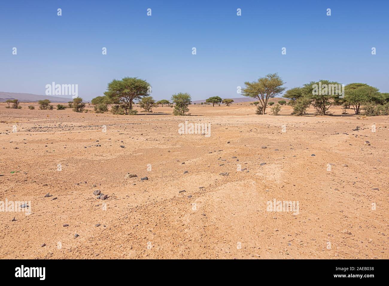 Plan du désert près de Tazzarine avec peu d'arbustes et d'arbres sur la route 12 entre Zagora et Erfoud Banque D'Images