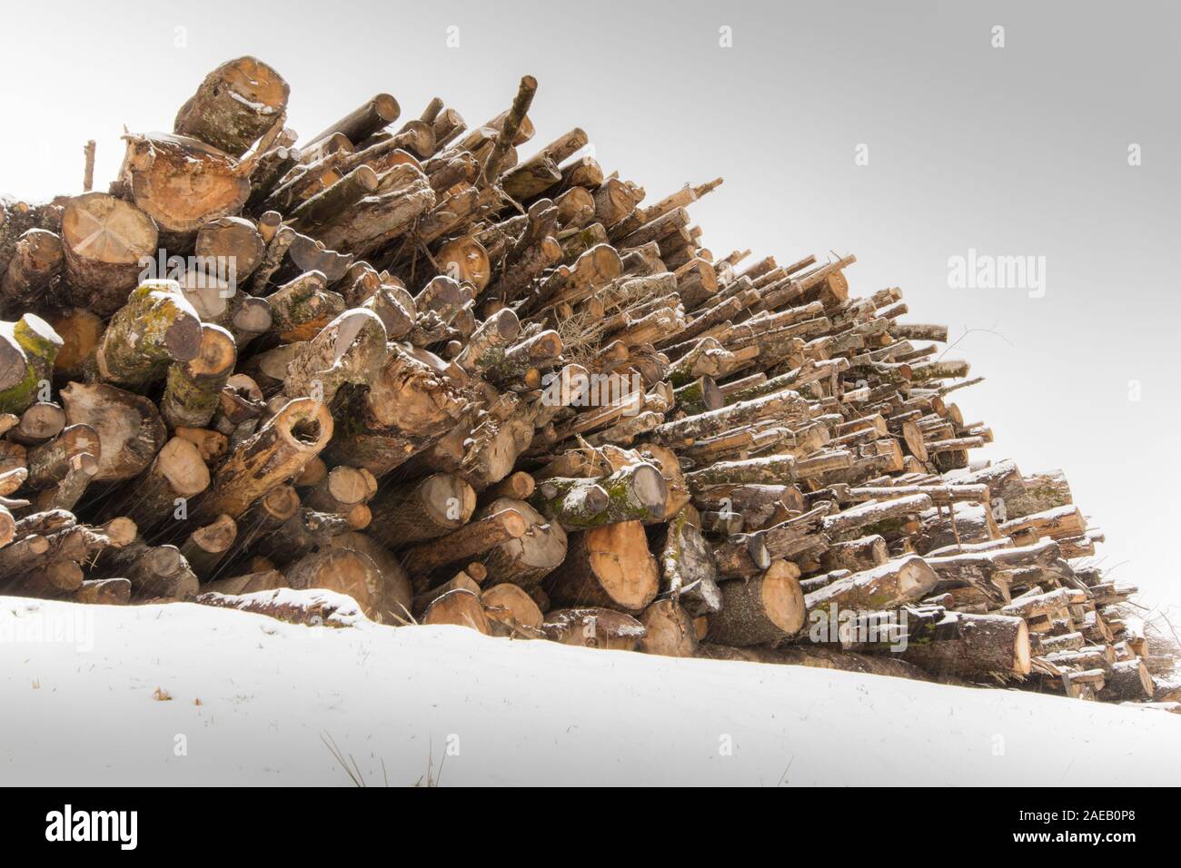 Amas de troncs d'arbres abattus dans la neige Banque D'Images