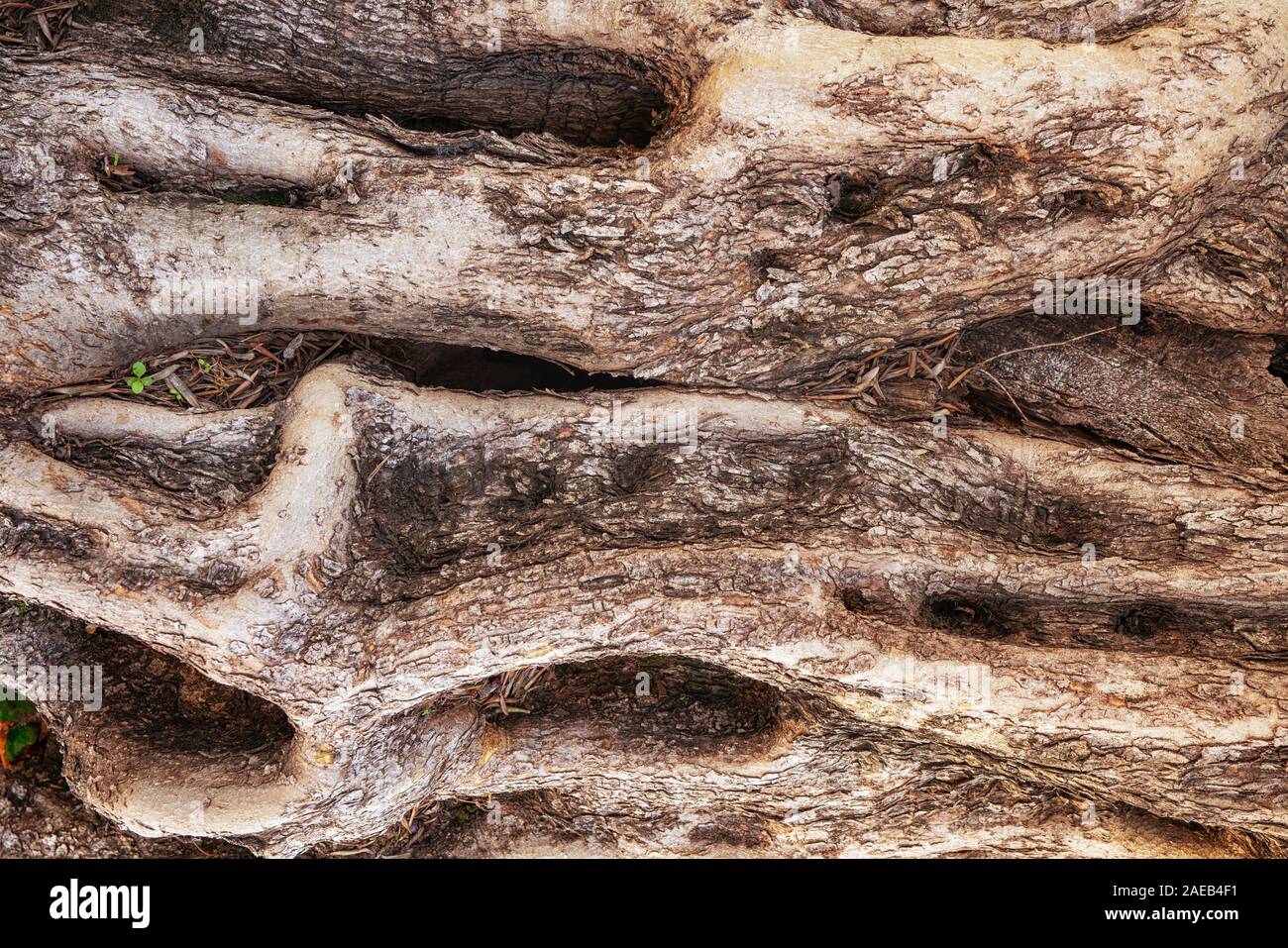 L'ancienne et vieux tronc d'arbre d'olive détail texture que dans le milieu naturel. Banque D'Images