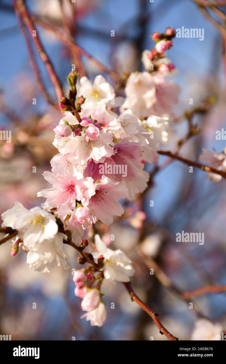 Autumnalis Makino ou Autumunalis ou Makino Winter-flowering cherry blossom sur décembre 2018 dans Parc Kenrokuen à Kanasawa, au Japon. Banque D'Images