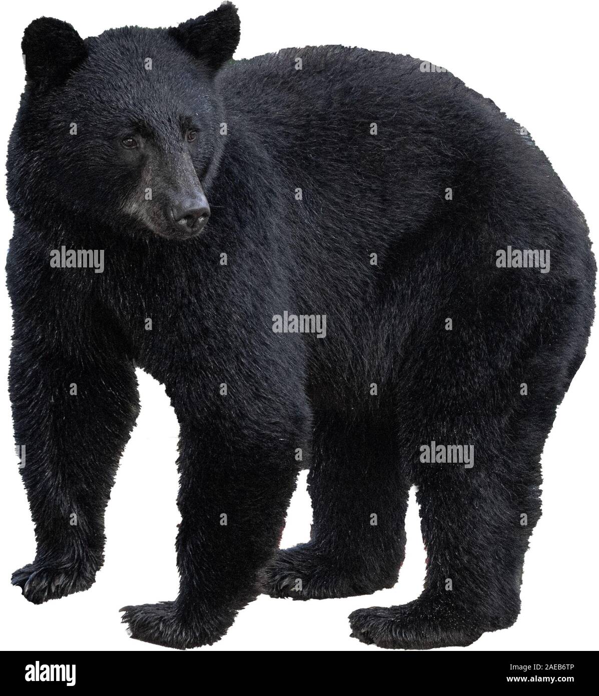 Ours noir isolé sur blanc, Alaska Banque D'Images