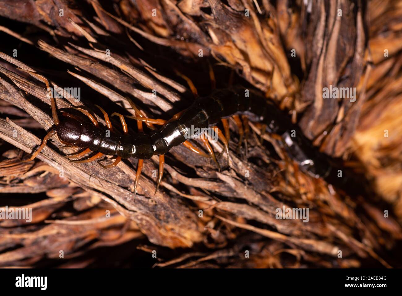 Bornéo du nord de la faune de la forêt tropicale forêt tropicale centipede chilopoda giftig gifttier Banque D'Images