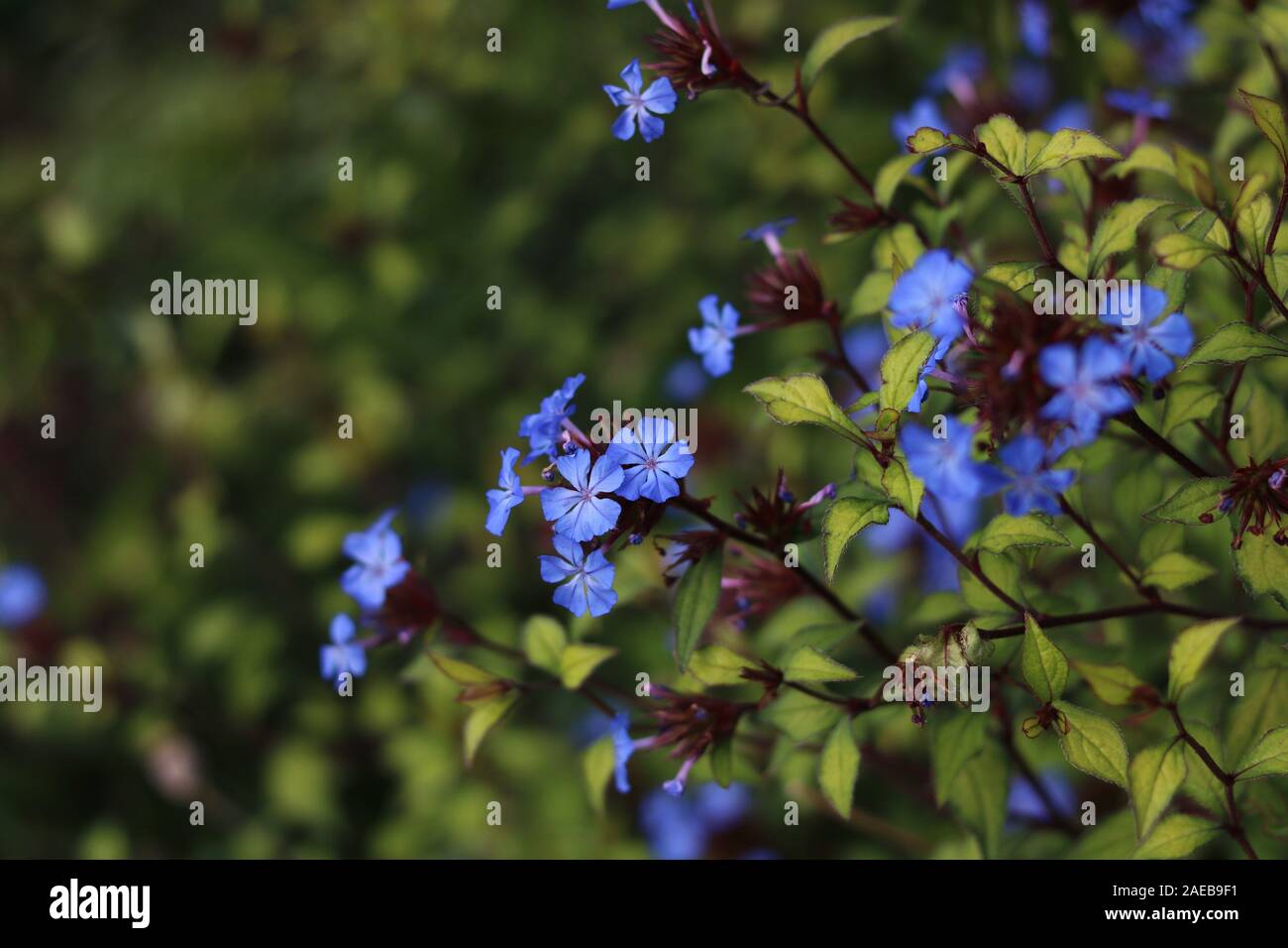 Fleurs bleu clair à l'arrière-plan vert foncé Banque D'Images