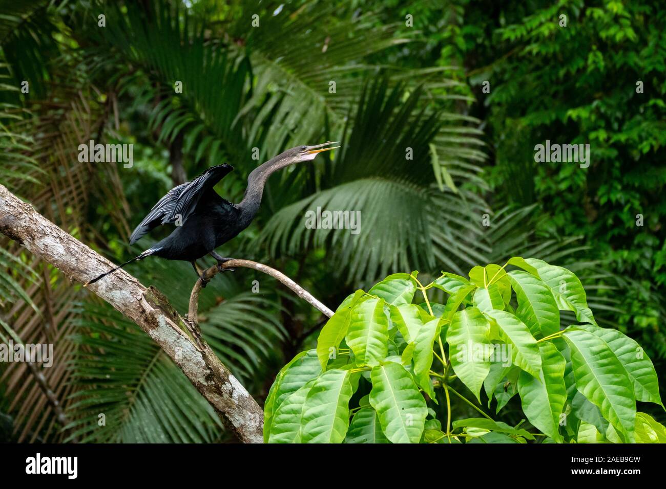 Anhinga (Anhinga anhinga) sécher ses plumes. Cet oiseau est d'environ 85 centimètres de long et a une envergure de 117 cm. C'est plumes ne sont pas wa Banque D'Images