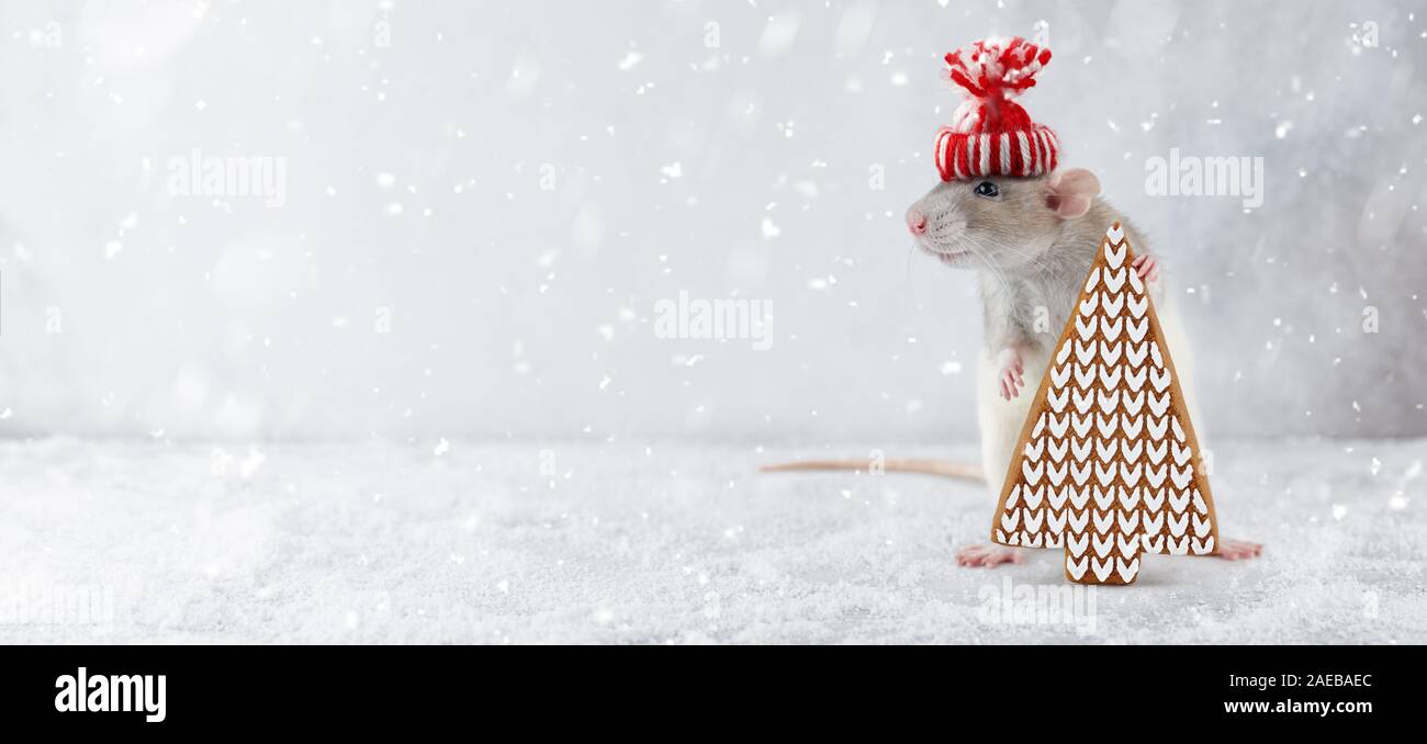 Nouvelle année rat holding Christmas Tree gingerbread cookie dans la neige. Le nouvel an chinois 2020 concept créatif. Banque D'Images