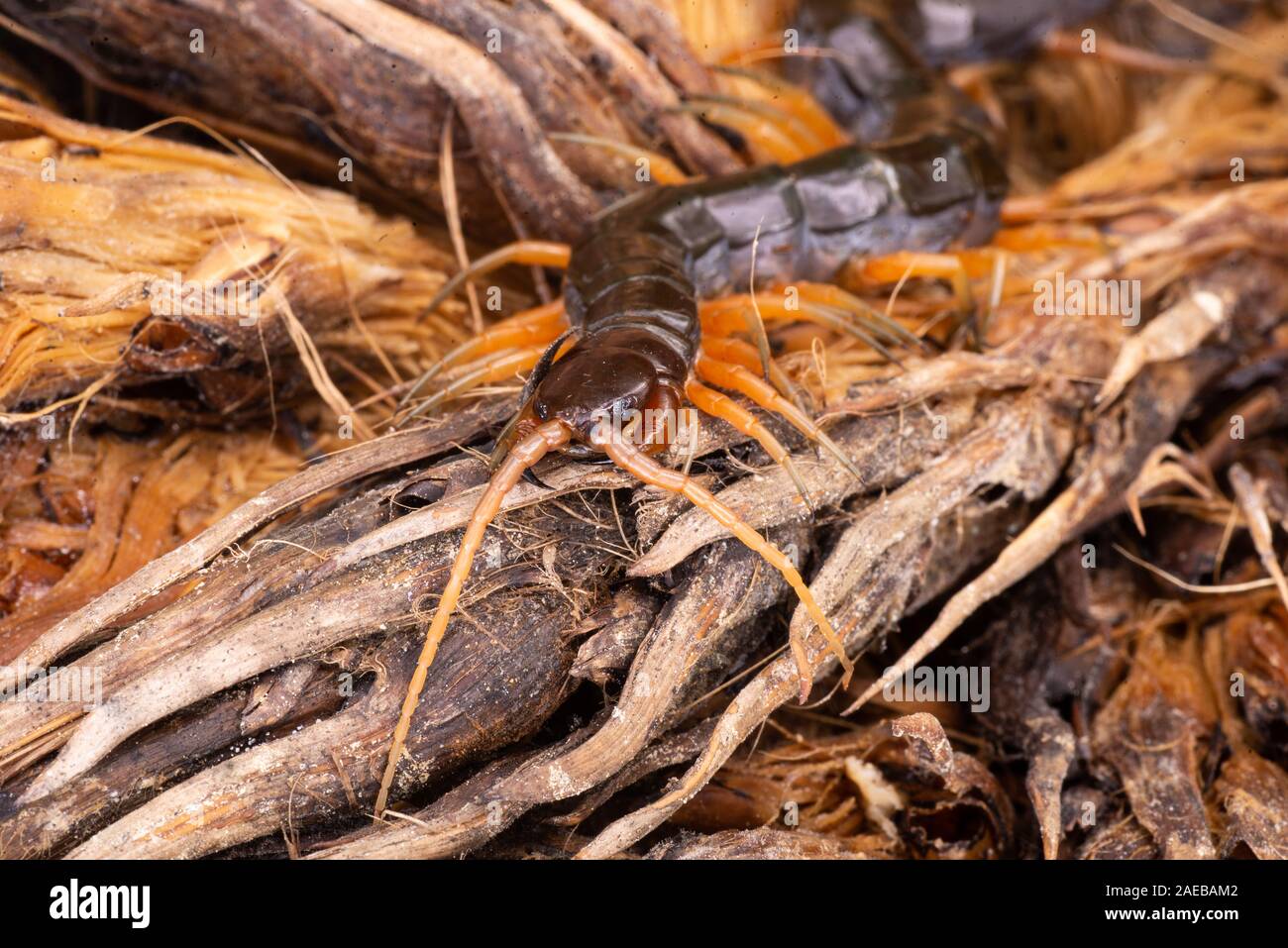 Bornéo du nord de la faune de la forêt tropicale forêt tropicale centipede chilopoda giftig gifttier Banque D'Images