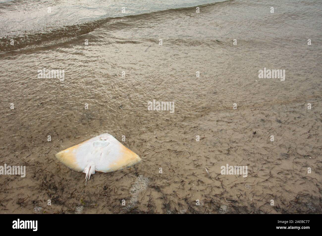 Un mort stingray se trouve dans le surf de Tampa Bay, en Floride. Banque D'Images