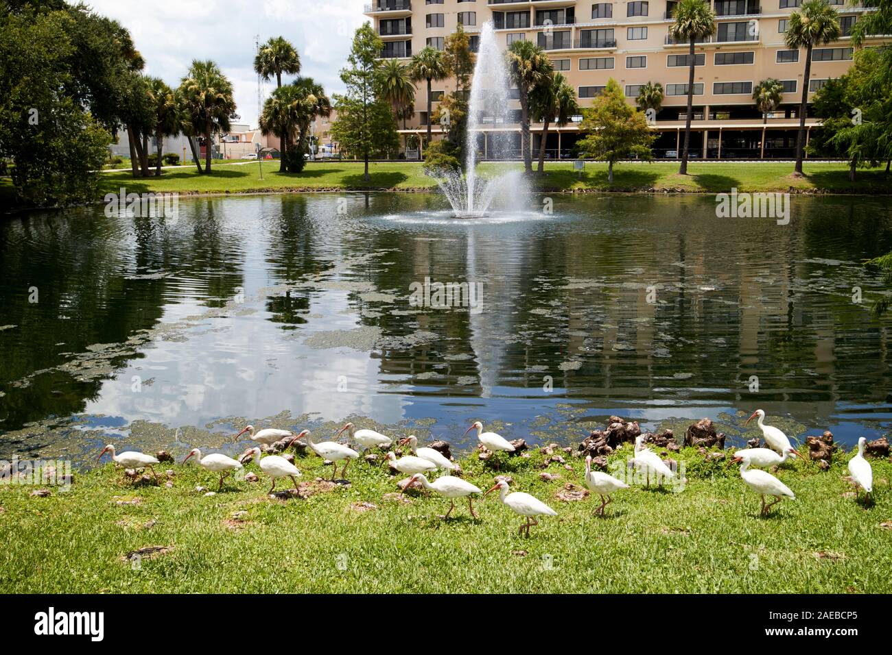 Rassemblement d' Ibis blancs américains oiseaux au lac à Kissimmee florida usa Banque D'Images
