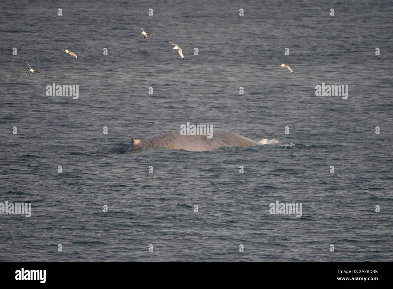 Rorqual bleu (Balaenoptera musculus) dans les eaux de l'arctique de Svalbard en Norvège Banque D'Images