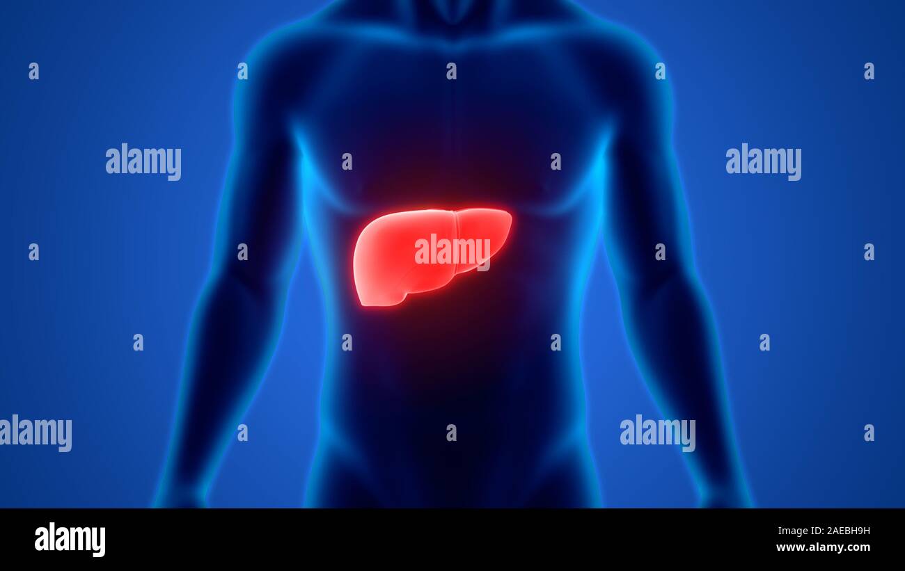 L'Organe digestif interne Anatomie du foie Banque D'Images