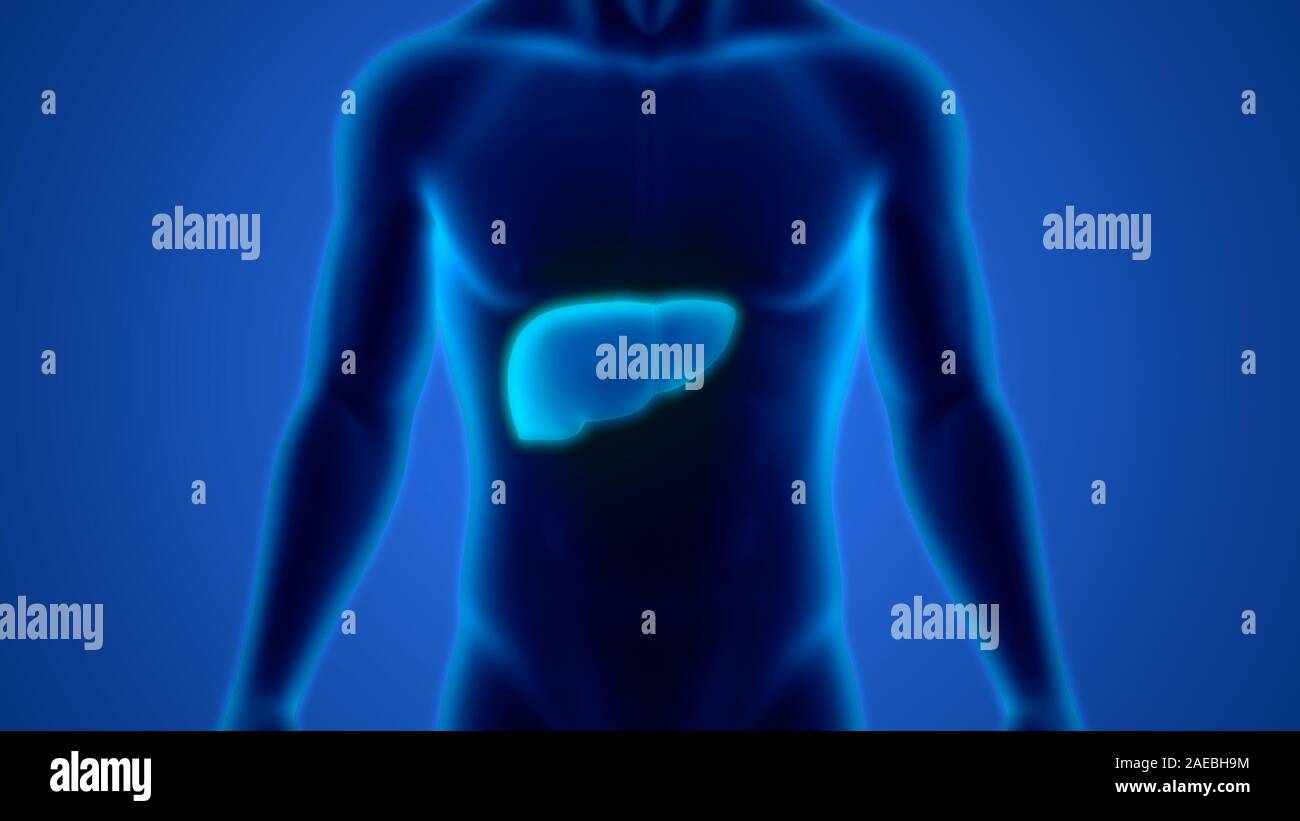 L'Organe digestif interne Anatomie du foie Banque D'Images