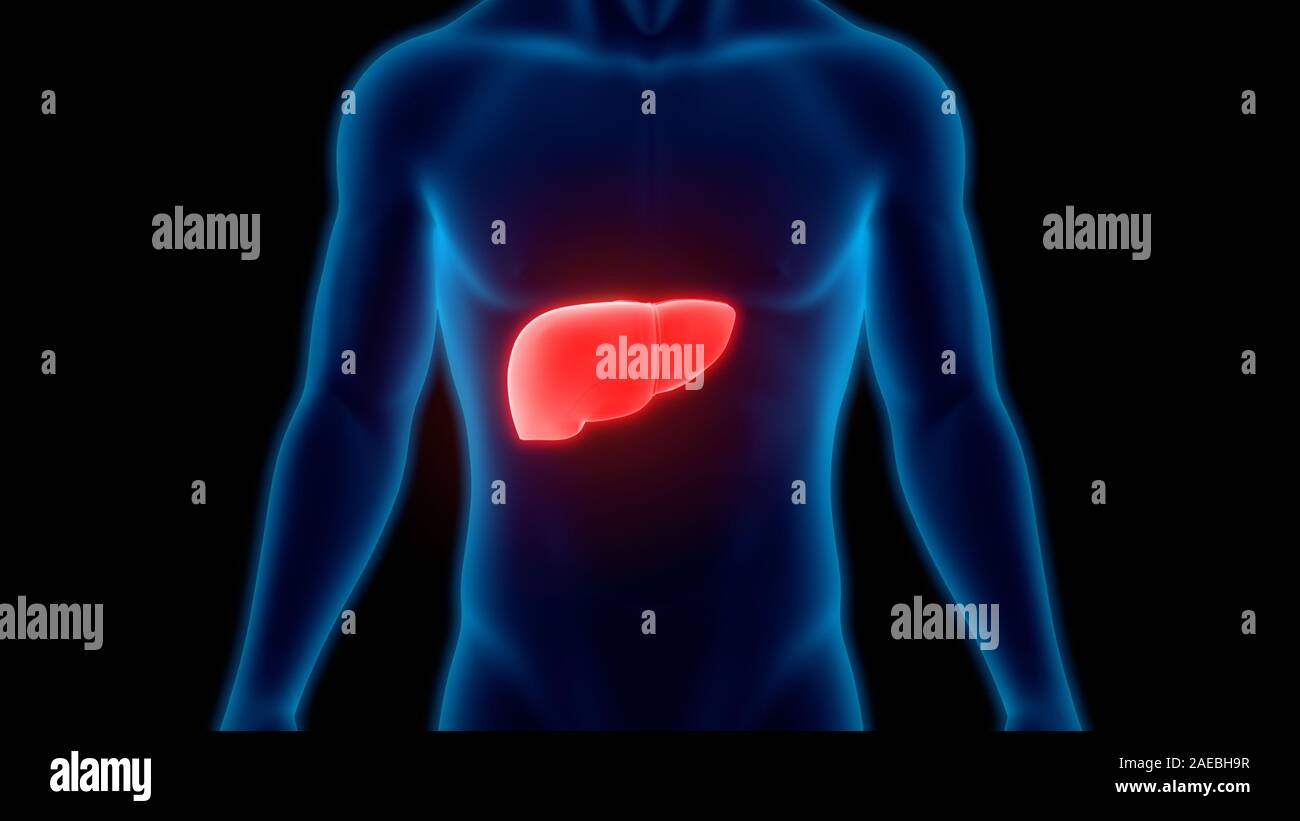 L'Organe digestif interne Anatomie du foie Banque D'Images